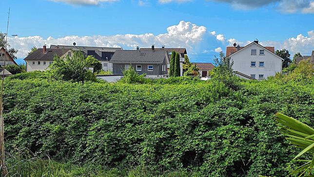 Derzeit wuchern noch die Brombeersträucher auf dem künftigen Baugebiet Reinachweg-Süd in Friedrichshafen-Ailingen.