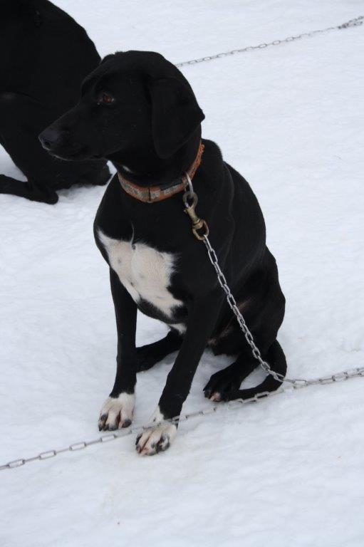 Bild 43: Das Internationale Schlittenhunderennen in Todtmoos 2019 in Bildern