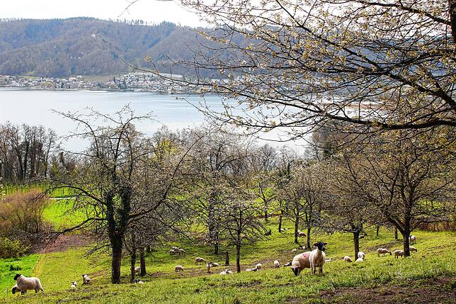 Die Streuobstwiese mit herrlichem Seeblick ist Teil der Biotopverbundfläche. Sie wird von den Tieren offen gehalten, denn Büsche werden ...