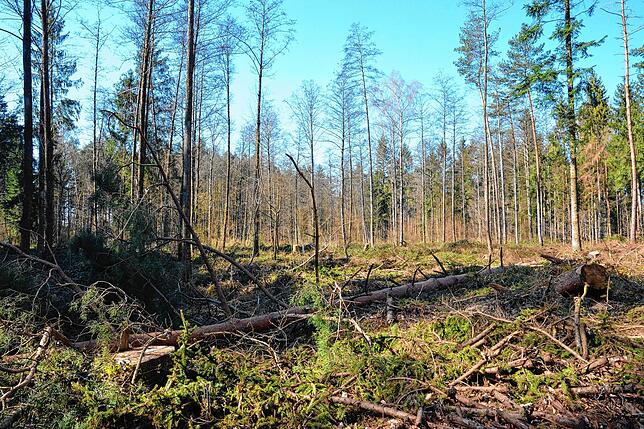Bild 3: Wenn der Wald aufgeräumt wird: So laufen die Arbeiten im Gehau im Süden Markdorfs ab