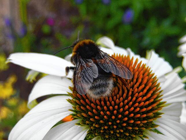 Diese Hummel hat in unserem Garten in Bohlingen ihre Lieblingsblume gefunden. Dieses Foto wurde von Claudia Relling aufgenommen.