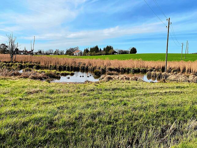 Zwischen Randegg und Murbach hat der Biber den Litgraben so aufgestaut, dass eine kleine Seenlandschaft entstanden ist.