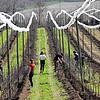 Auf der Apfelplantage des Obsthofs Kitt in Überlingen: Wegen Corona konnten die Erntehelfer aus Rumänien nicht anreisen, deshalb ...