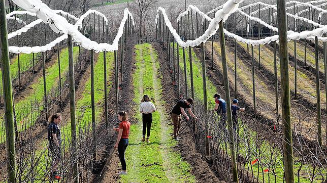 Auf der Apfelplantage des Obsthofs Kitt in Überlingen: Wegen Corona konnten die Erntehelfer aus Rumänien nicht anreisen, deshalb ...