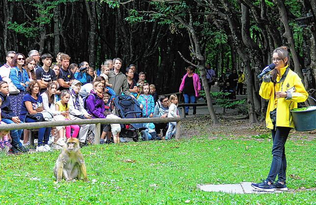 Immer ein Höhepunkt für alle Besucher: die Fütterung der Tiere am Affenberg.