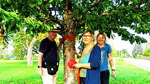 Gemeinderätin Heike Raif (rechts) mit Christel und René Auweder an einem Baum nahe der Friedhofsmauer. Foto: Rotraud Opfermann