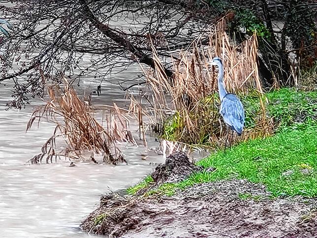 Das Wasser steigt, der Reiher staunt.
