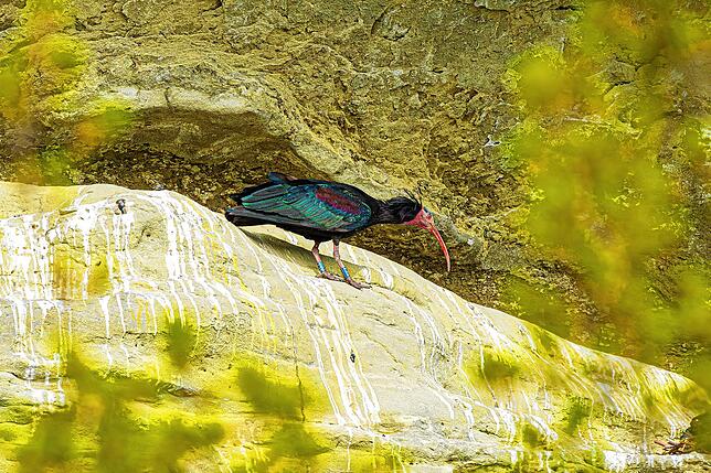 Ein Waldrapp am Überlinger Katharinenfelsen. Oft tragen die Vögel Namen, das fördert offenbar die Wahrnehmung, dass das Tier menschliche ...