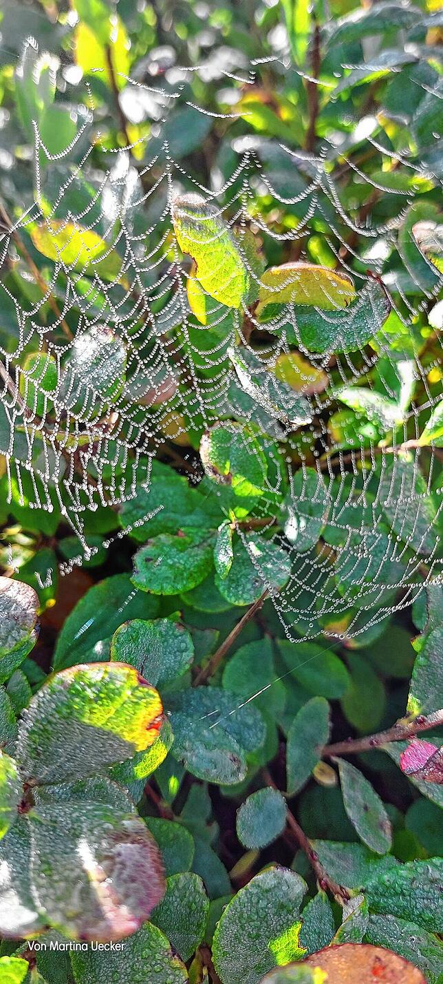 Ein Spinnennetz in der Sonne auf dem Zauberwaldpfad in Bernau.