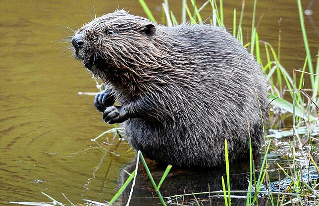 Ein Europäischer Biber (Castor fiber) sitzt im Wasser.