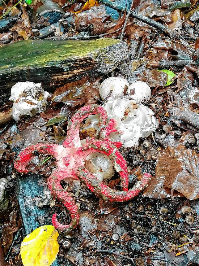 Einen ganz besonderen Pilz hat Mira Feichtenschlager im Albbrucker Wald entdeckt.