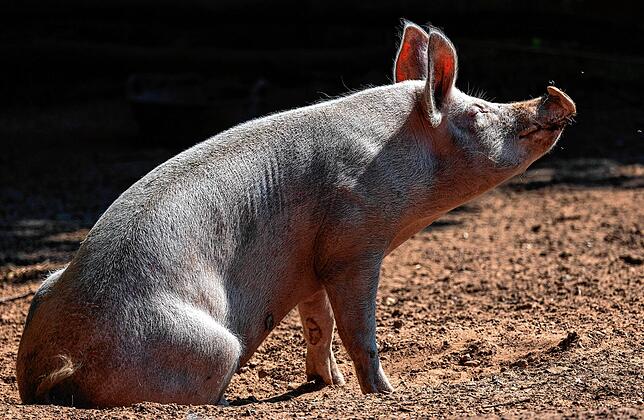 Weil CO2-Betäubungsgas zur Schweineschlachtung fehlt, machen sich die Schlachthöfe Sorgen, ob es zu Engpässen bei Fleisch kommen könnte.