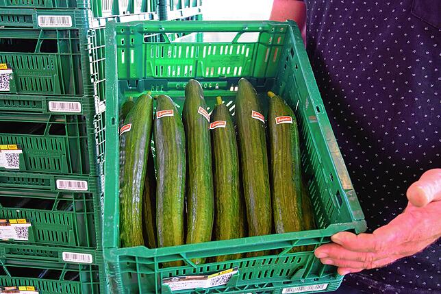 Nach der Ernte werden die Gurken mit dem typischen Demeter-Label versehen und in Kisten verpackt, ehe sie in den Handel gelangen.