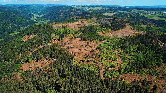 Große Veränderungen der Landschaft können bereits in Oberalpfen beobachtet werden, wo es Kahlflächen von weit über 100 Hektar gibt.