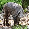 Bis auf fünf Meter näherte sich Rainer Kenne dem Steinbock, der seit seinem Ausbruck aus dem Wildgehege vor etwa sechs Wochen auf der ...