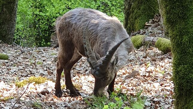 Bis auf fünf Meter näherte sich Rainer Kenne dem Steinbock, der seit seinem Ausbruck aus dem Wildgehege vor etwa sechs Wochen auf der ...