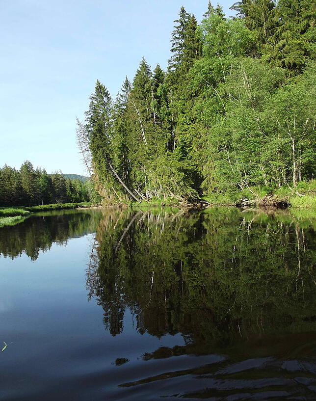 Zum Erlebnis gehört auch die beeindruckenden Natur, wie hier der sich spiegelnde Waldi Im Naturschutzgebiet „Sumava“ an der ...