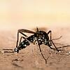 Eine Asiatische Tigermücke ganz aus der Nähe. Die Insekten sind recht klein; ihre Länge entspricht nur etwa der halben Breite einer ...