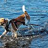 An den Hundstagen, der statistisch heißesten Periode im Jahr, suchen die Vierbeiner gerne auch mal Abkühlung, wie Hund Falco hier in ...