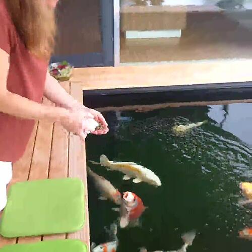 Aufgeregtes Geblubber: Fütterung am Koi-Pool