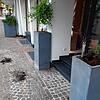 Am Samstag waren es noch zwei Weidenstämmchen, seit Sonntag fehlt aber eine der beiden Pflanzen. Bild: privat