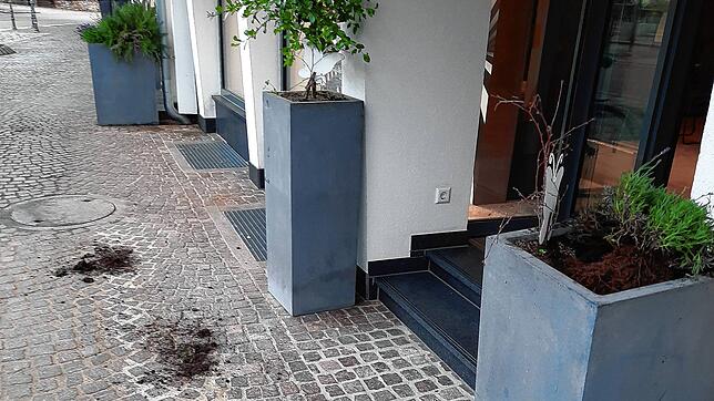 Am Samstag waren es noch zwei Weidenstämmchen, seit Sonntag fehlt aber eine der beiden Pflanzen. Bild: privat