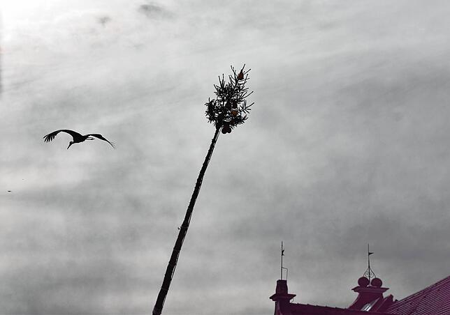 Bild 2: Bilder vom Narrenbaum-Setzen in Stockach Teil 2