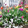 Tulpen im Schnee gegenüber des Münsterzentrums – immerhin ein kleiner Farbtupfer in dem trüben Grau.