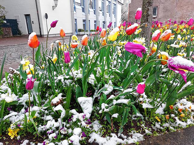 Tulpen im Schnee gegenüber des Münsterzentrums – immerhin ein kleiner Farbtupfer in dem trüben Grau.
