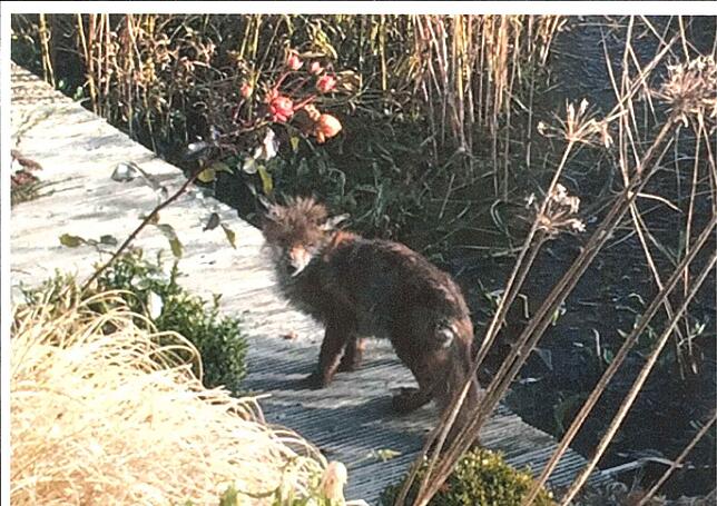 Ein Fuchs in einem Garten bei Stockach-Winterspüren sah so krank aus, dass Kurt Kirchmann als Jäger um Hilfe gebeten wurde.