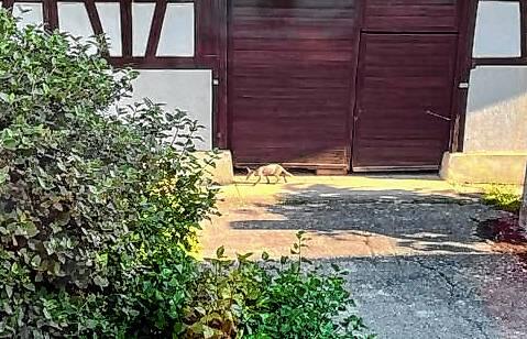 Ganz gemächlich trottete dieser Fuchs am Scheunentor entlang übers Gehöft. Vom Wohnzimmer aus hatte ihn Julia Sailer fotografiert.