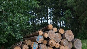 319.800 Euro brachte der Holzverkauf in Wutach ein. Foto: Stefan Limberger-Andris