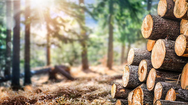 Die Nachfrage nach Holz ist in den vergangenen Jahren enorm gestiegen.
