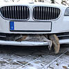 Nein, das ist keine Neuinterpretation des Fuchsschwanzes: Der Fuchs rannte einer Villingerin auf der Autobahn in den Frontspoiler.