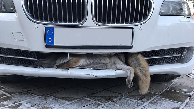 Nein, das ist keine Neuinterpretation des Fuchsschwanzes: Der Fuchs rannte einer Villingerin auf der Autobahn in den Frontspoiler.