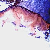 Der erste Bildnachweis eines Wolfes im Bereich Beuron im Jahr 2018.