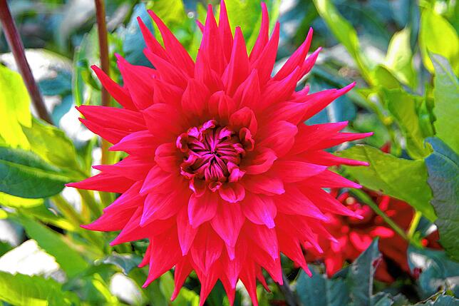 Bild 12: Sag´s durch die Blume: Das Quiz zur Landesgartenschau