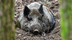 Foto: Patrick Pleul (dpa)Wildschweine sind auch nützlich, denn sie durchmischen den Boden.
