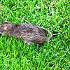 Diese Ratte sucht in Villingen-Schwenningen in einer Wiese nach Nahrung. In Konstanz seien die Nager vor allem im Herosé-Park, ...