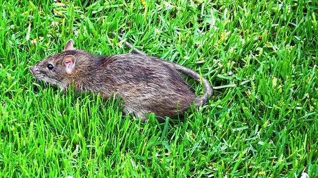 Diese Ratte sucht in Villingen-Schwenningen in einer Wiese nach Nahrung. In Konstanz seien die Nager vor allem im Herosé-Park, ...
