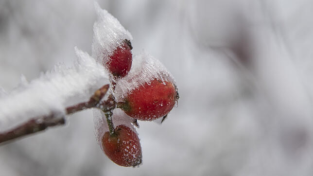 Mit Eis bedeckt sind diese Hagebutten auf dem Feldberplateau. Für eine Eisbar an Silvester fehlt jedoch vermutlich der Niederschlag in ...