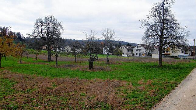 Auf diesem landwirtschaftlichen Areal westlich von Kaltbrunn plant die Gemeinde Allensbach ein Neubaugebiet. Doch der Streuobstbestand ...