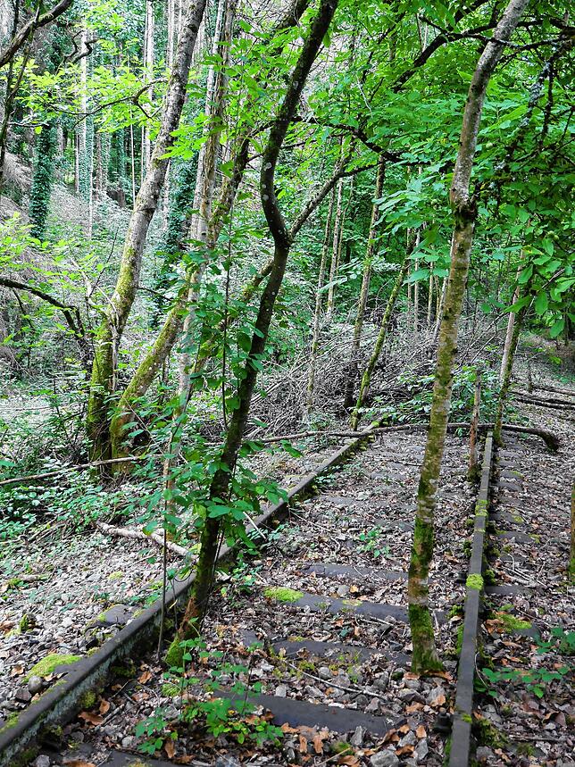 Zum Teil wild überwuchert ist die Trasse der ehemaligen Wehratalbahn -die Teilnehmer der Exkursion mussten sich ihren Weg durch das ...