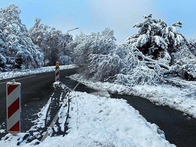 Vielerorts im Singener Stadtgebiet sind die Folgen des Wintereinbruches noch am Montag zu sehen. Hier liegt ein Baum in der Nordstadt ...