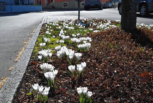 Staudenbeet mit Krokussen am Stadtgraben.