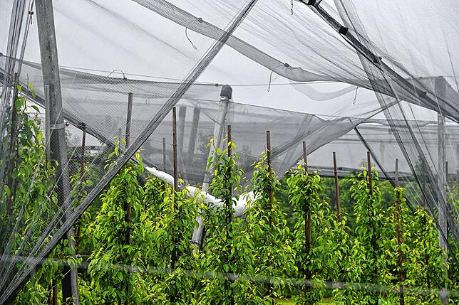Auf manchen Apfelplantagen hängen sogar am Tag nach dem Gewitter die Hagelnetze noch durch, weil sich Massen an Hagelkörner angesammelt ...