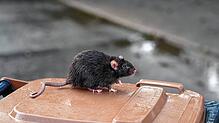 Immer wieder gibt es in der Stadt Probleme mit Ratten, die an manchen Stellen ausreichend Nahrung finden. Hier ein Symbolbild.