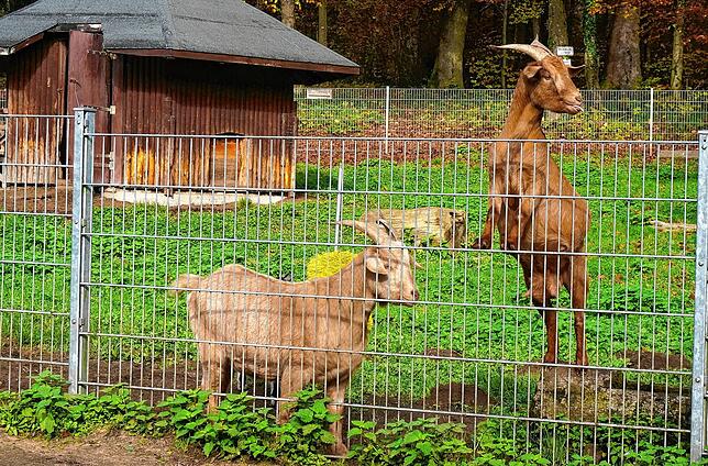 Neugierig und frech auch im Herbst-Winterkleid: Die Ziegen im Wildgehege Waldshut.