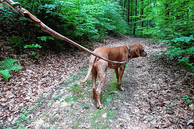In Baden-Württemberg besteht keine Leinenpflicht für Hunde im Wald. Trotzdem empfiehlt sich die Leine vor allem zur Setz- und Brutzeit.