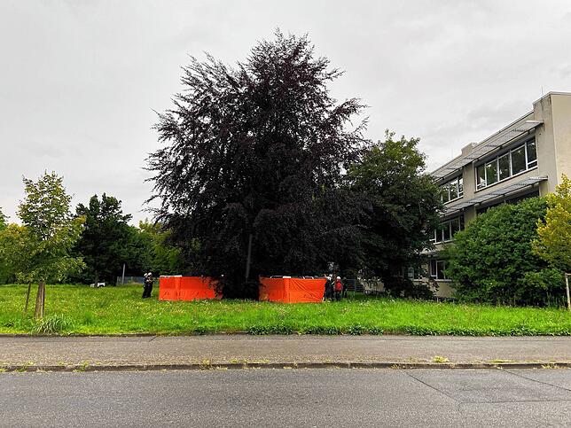 Rund um den Baum sind insgesamt vier Sprungpolster aufgestellt, um den Mann im Falle eines Sturzes oder Sprunges aufzufangen.